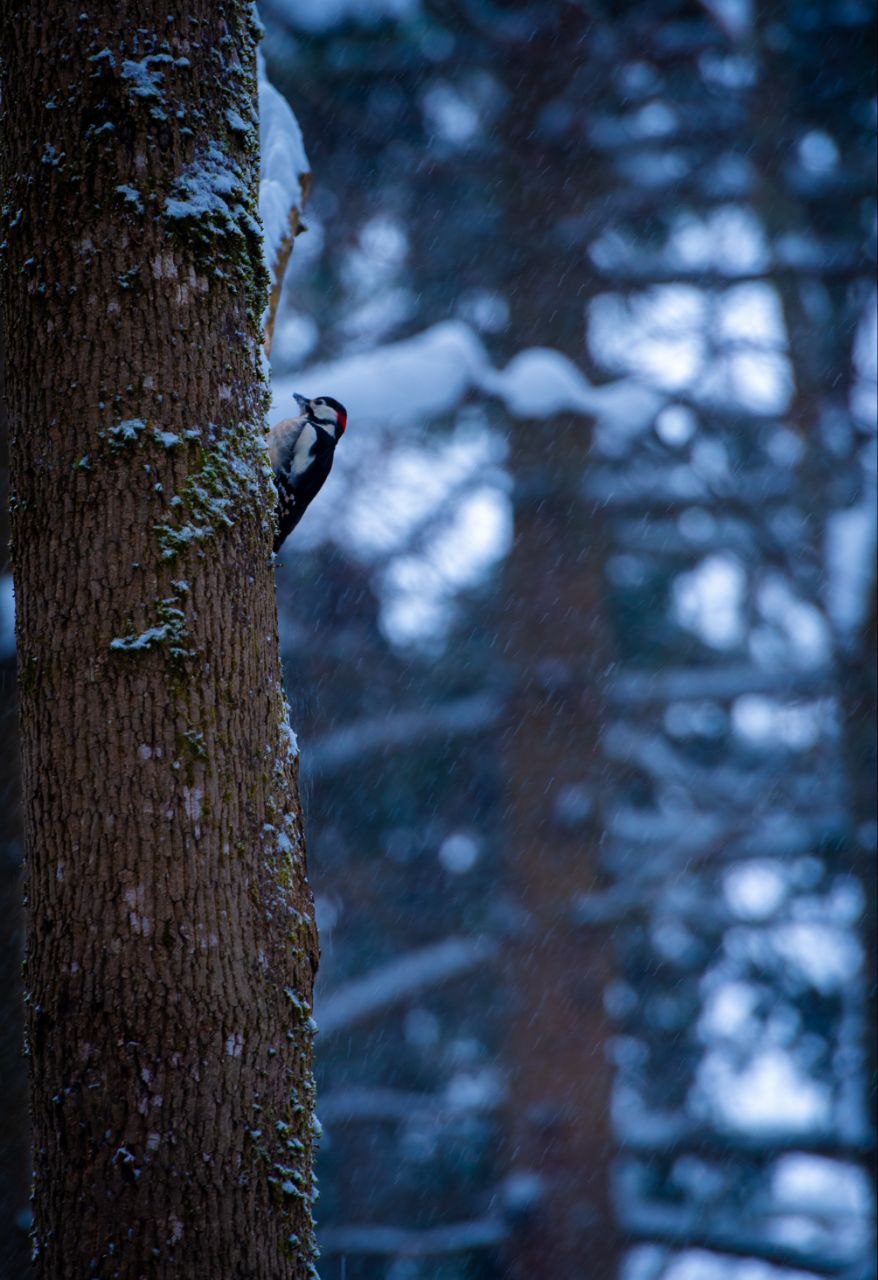 Дятел в зимнем лесу