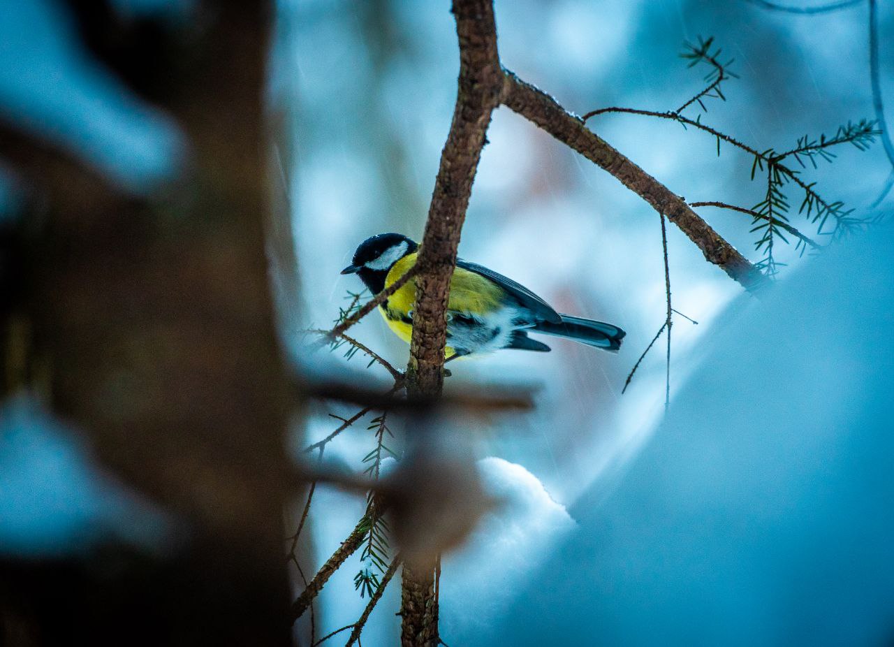 Синица на ветке